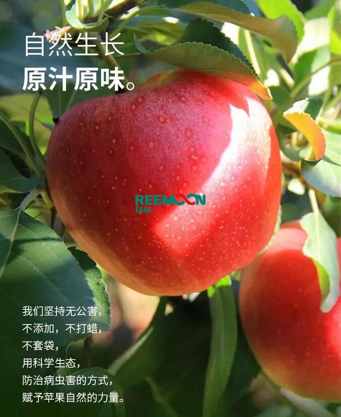 昭通蘋果：依靠短根莖種植和數(shù)字分揀技術(shù)帶動(dòng)蘋果產(chǎn)業(yè)標(biāo)準(zhǔn)化在推動(dòng)蘋果產(chǎn)業(yè)發(fā)展的過程中，昭通始終把加強(qiáng)企業(yè)領(lǐng)導(dǎo)力作為一個(gè)有力的切入點(diǎn)。為此，引進(jìn)陜西海生、SDIC中路、一寶、華師天農(nóng)等30多家企業(yè)，打造冷鏈物流市場(chǎng)，對(duì)蘋果進(jìn)行深加工，建立物聯(lián)網(wǎng)和大數(shù)據(jù)聯(lián)合應(yīng)用平臺(tái)，追蹤蘋果生產(chǎn)全過程。已成為華南地區(qū)最