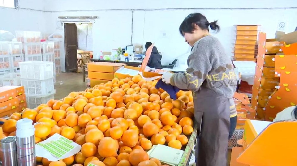 水果分選，提高效益！浙江溫嶺建成首條水果無損檢測分級流水線 眼下正是柑橘名果“紅美人”大批量上市期。這幾日，東浦農(nóng)業(yè)開發(fā)有限公司東浦現(xiàn)代農(nóng)業(yè)產(chǎn)品中心正在調(diào)試我市首條水果無損檢測分級流水線。該流水線不僅能區(qū)分果實大小、輕重，還能通過激光、紅外光譜，分辨出果實有無擦傷等瑕疵