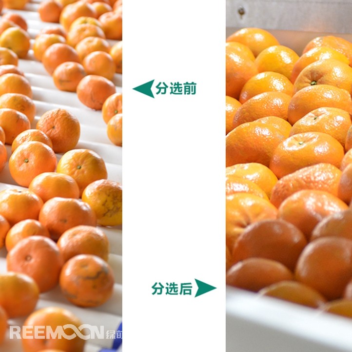 桂林興安引入綠萌沃柑智能分選線，給沃柑“做CT”，實現(xiàn)自動化、智能化分揀，讓效率翻一番、效益翻一番。嚴格把控沃柑品質(zhì)，持續(xù)為消費者輸送質(zhì)量穩(wěn)定的成品。