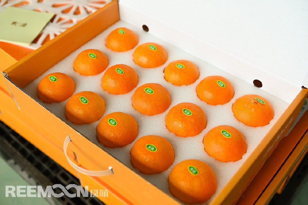 紅美人——曾經(jīng)論個(gè)賣(mài)，賣(mài)到百元一個(gè),由此，“紅美人”也獲得了橘中“愛(ài)馬仕”的稱(chēng)呼。原產(chǎn)于日本愛(ài)媛縣的紅美人，是雜交了數(shù)代的柑桔新品種；人氣非常高，精品要賣(mài)到130元一顆……浙江，是中國(guó)引種紅美人較早的地方，浙江東浦農(nóng)業(yè)在2014年種植紅美人130多畝，全部都是按照設(shè)施栽培的。由于地處沿海地區(qū)，在土壤方面營(yíng)養(yǎng)比較