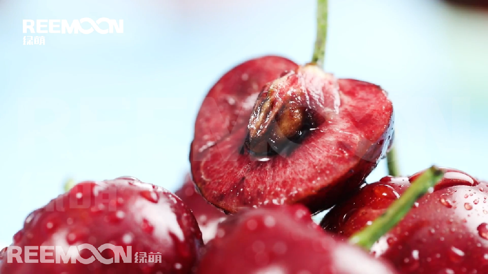 據(jù)新華社智利圣地亞哥3月24日電，智利水果生產(chǎn)商協(xié)會24日發(fā)布數(shù)據(jù)顯示，在剛剛結(jié)束的2020年至2021年櫻桃出口季中，智利櫻桃出口超過35萬噸，同比增長54.4%，其中對華出口超過32萬噸，同比增長55%。 在智利水果生產(chǎn)商協(xié)會24日舉行的櫻桃出口情況在線分析會上，鮮果出口行業(yè)分析師貢薩洛·薩利納斯表示，由于種植面積連年增加
