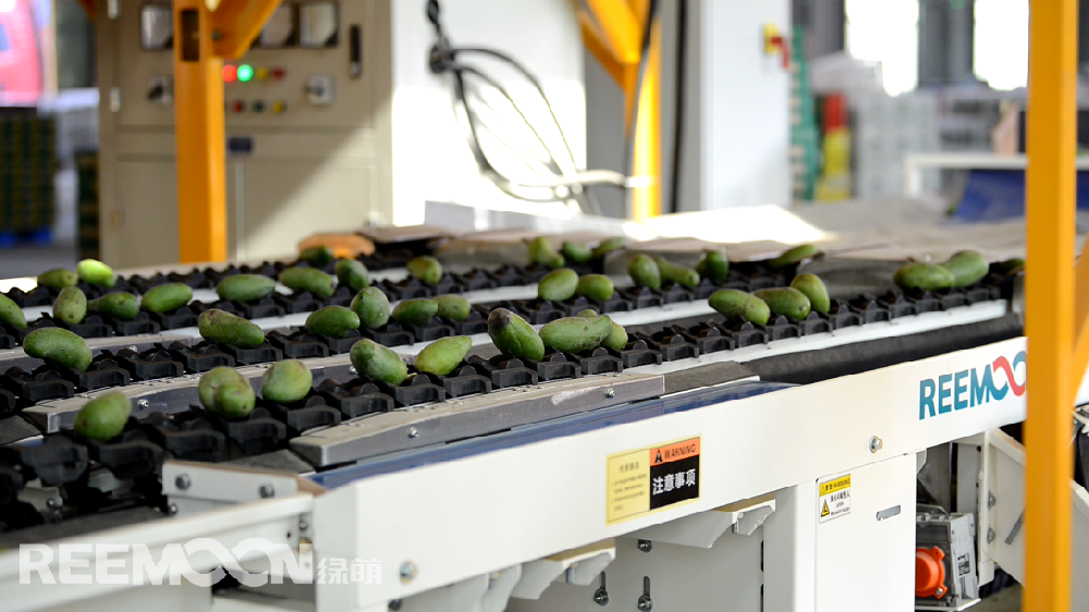 據(jù)ASIAFRUIT亞洲水果報道，貴妃芒本季有望迎來日本市場的開放。眾所周知，水果出口的門檻更高。人工分揀充滿主觀性和不確定性，靠人工分揀無法滿足出口的標準，一臺能夠準確檢測水果各項指標的分選機對于出口水果的檢測顯得尤為重要。綠萌（REEMOON ）創(chuàng)立于2001年，依托于中國科學院及華中農(nóng)業(yè)大學，專注