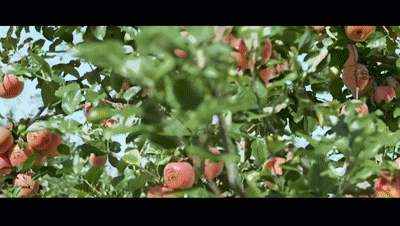 蘋(píng)果gif.gif