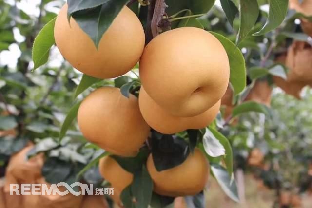 蘋果和梨作為我國的傳統(tǒng)水果，其種植面積一直很大，前者產(chǎn)量為4000多萬噸，后者產(chǎn)量近2000萬噸。只不過近年來它們的命運并不是太好，價格迎來了持續(xù)低迷。就拿蘋果來說，今年年初至今一直低迷不振，庫存蘋果5月份時已跌至5毛左右，6月份時跌到2-3毛一斤，8月份時更是以1-2毛賤價賣給榨汁廠。而受庫存蘋果的爛市，早熟蘋果價