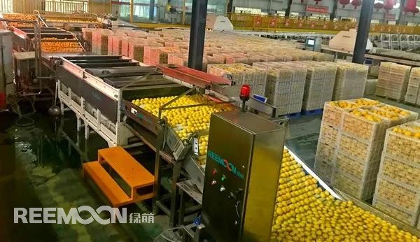 新一季的檸檬于九月中旬上市，采摘季將持續(xù)到十二月底結(jié)束。今年檸檬的品質(zhì)比往年更好，但產(chǎn)量較降低了近40%。王國龍是重慶匯達檸檬科技集團有限公司的銷售經(jīng)理，他首先介紹了產(chǎn)地方面的情況，“一方面，受低溫霜凍和春旱天氣影響，部分果樹被凍。另一方面，疫情之下，一些基地的管理水平跟不上，這也導(dǎo)致本季產(chǎn)量有所降低。