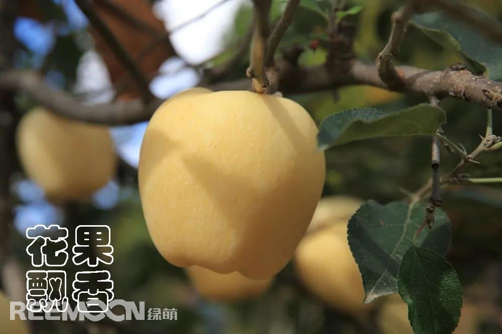 被我譽(yù)為蘋(píng)果界的“志玲姐姐”的“維納斯黃金”.jpg