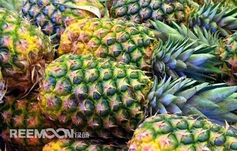 即將到來的3-5月是菠蘿大量成熟的季節(jié)，但是本月中旬已有幾十家采購(gòu)商應(yīng)邀前往徐聞考察，帶動(dòng)起一波菠蘿采購(gòu)潮。2月12日，徐聞縣向全球采購(gòu)商發(fā)出《來自“菠蘿的?！钡男拧芬l(fā)熱烈反響。十多家境內(nèi)外媒體紛紛轉(zhuǎn)發(fā)點(diǎn)贊，不少外地采購(gòu)商“搶鮮”登門。短短3天時(shí)間，已經(jīng)有來自遼寧、山東、山西、陜西、四川、河南、上海等地的