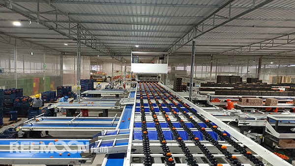 秋意漸濃, 橘香四溢。秘魯最大的冷庫制造商Friopacking投資新建的加工廠里熱鬧不凡，綠萌Fruscan S7柑橘分選設(shè)備正火力全開。據(jù)悉，F(xiàn)riopacking投資的公司Packing del Carmen主要加工柑橘和牛油果。與綠萌的結(jié)緣也是得益于南非與智利客戶的大力推薦。在經(jīng)過與多家分選設(shè)備生產(chǎn)商比對以及與綠萌工程師溝通后，Packing del Ca