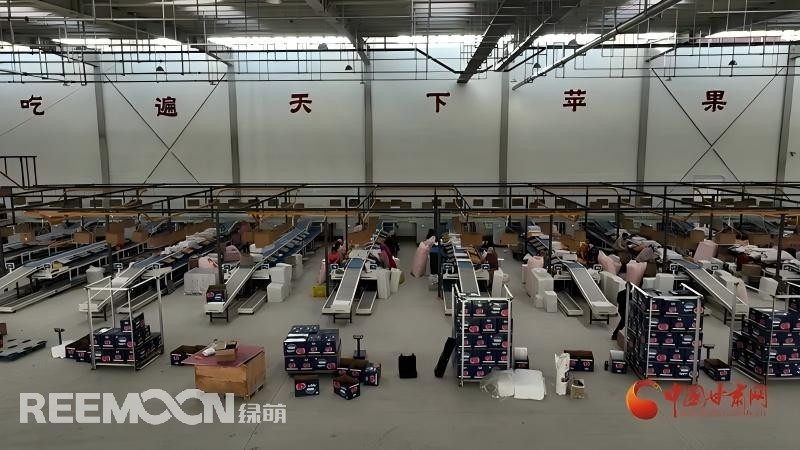 “這個綠萌‘呵福式’智能四通道一體自動化分揀包裝生產(chǎn)線剛安裝上就投入使用，高效便捷。幫我們完成對尼泊爾出口的300噸蘋果分揀包裝?！膘o寧蘋果產(chǎn)地冷鏈物流園運營團隊負責(zé)人孫杰錕在剛剛建成投入使用的分選車間邊忙向記者解說?！澳壳熬头謷囬g創(chuàng)造就業(yè)崗位三百多個，其中包裝工約300人、檢果工50人、裝卸工20人，為周